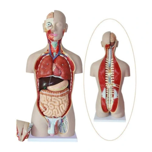 Human Torso Model with Detachable Organs Anatomical Body Model